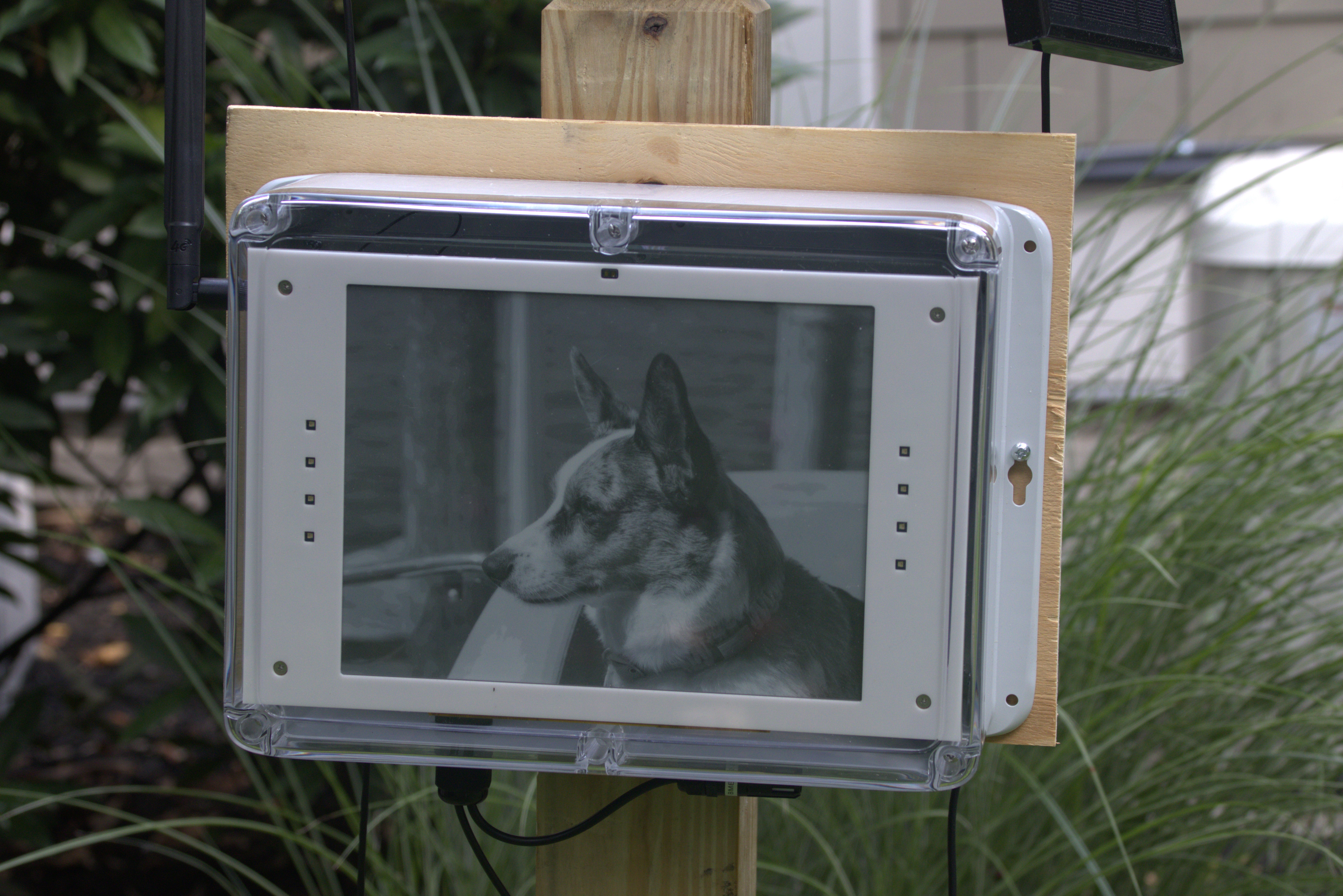 Sunscene S10 displaying a high-resolution dog portrait, showing 4-level grayscale quality